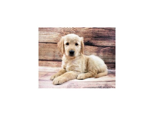 Golden Retriever-DOG-Female-Golden-25054-Petland Lake St. Louis & Fenton, MO