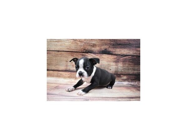 Boston Terrier-DOG-Male-Black and White-25058-Petland Lake St. Louis & Fenton, MO