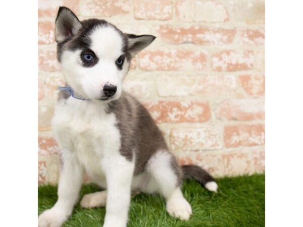 Siberian Husky-DOG-Female-Black / White-25071-Petland Lake St. Louis & Fenton, MO