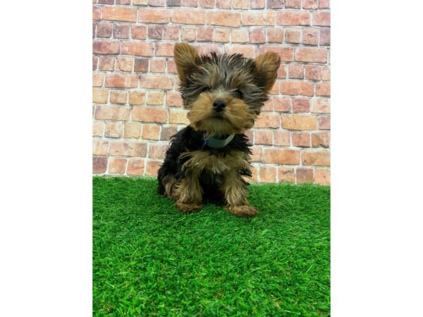 Yorkshire Terrier-DOG-Female-Black and Tan-25068-Petland Lake St. Louis & Fenton, MO