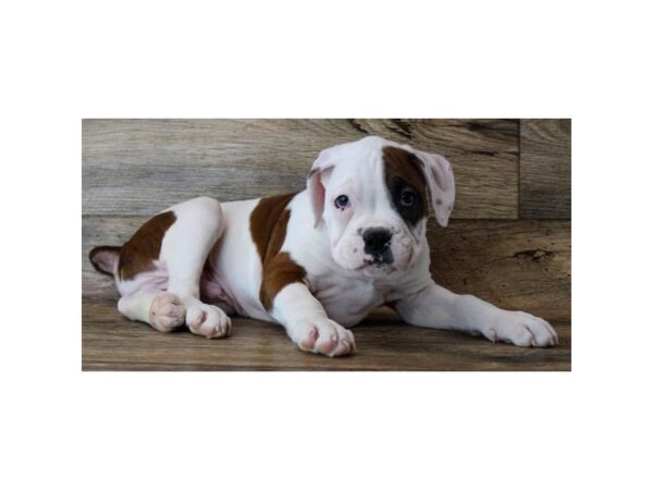 Boxer-DOG-Male-White & Red-25072-Petland Lake St. Louis & Fenton, MO