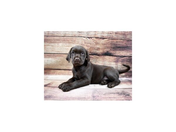 Labrador Retriever-DOG-Male-Chocolate-25078-Petland Lake St. Louis & Fenton, MO