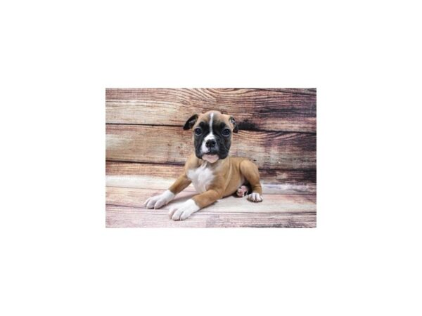 Boxer-DOG-Female-Fawn & Wht-25074-Petland Lake St. Louis & Fenton, MO
