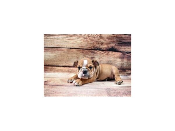 English Bulldog-DOG-Male-Red and White-25075-Petland Lake St. Louis & Fenton, MO