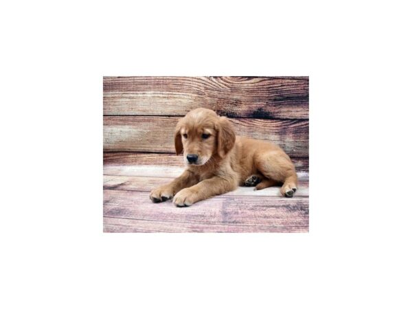 Golden Retriever-DOG-Female-Golden-25077-Petland Lake St. Louis & Fenton, MO
