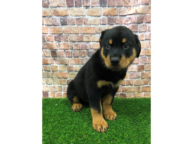 Rottweiler Puppy Black / Rust ID:25093 Located at Petland Lake St ...