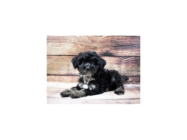 Mini Aussiepoo-DOG-Male-Black and Tan-25121-Petland Lake St. Louis & Fenton, MO