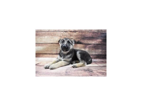 German Shepherd-DOG-Female-Black and Tan-25114-Petland Lake St. Louis & Fenton, MO