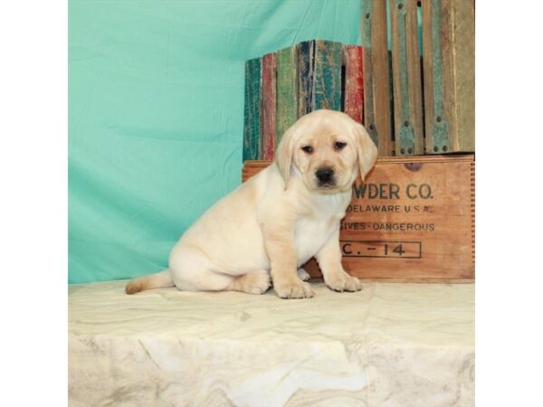 Labrador Retriever-DOG-Male-Yellow-25122-Petland Lake St. Louis & Fenton, MO