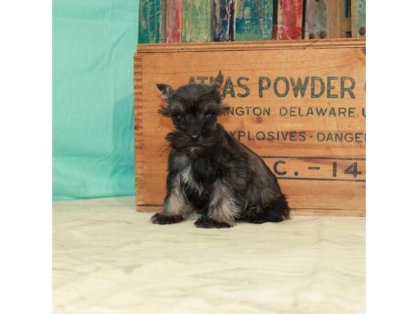 Miniature Schnauzer DOG Male Salt / Pepper 25123 Petland Lake St. Louis & Fenton, MO