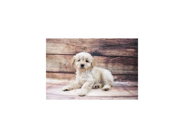 Miniature Goldendoodle-DOG-Female-Golden-25149-Petland Lake St. Louis & Fenton, MO