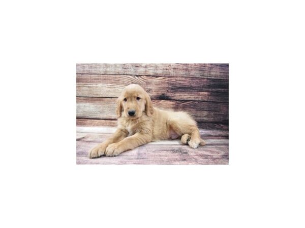 Golden Retriever-DOG-Male-Golden-25151-Petland Lake St. Louis & Fenton, MO
