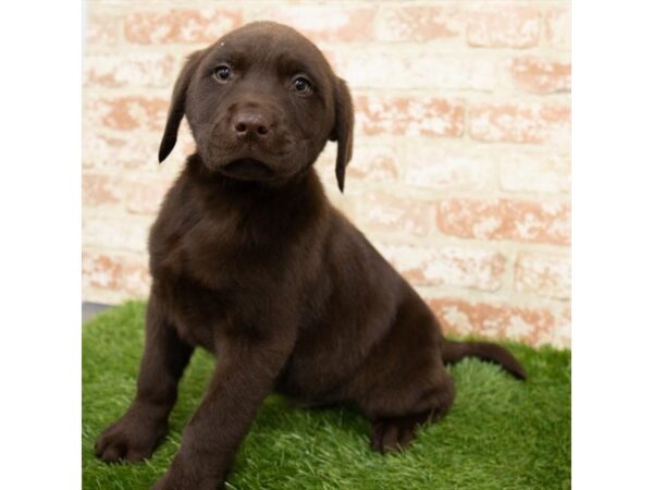 Labrador Retriever-DOG-Male-Chocolate-25153-Petland Lake St. Louis & Fenton, MO