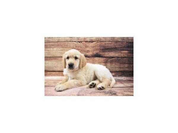 Golden Retriever-DOG-Male-Light Golden-25161-Petland Lake St. Louis & Fenton, MO