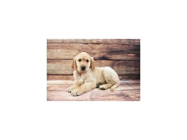 Golden Retriever-DOG-Female-Light Golden-25162-Petland Lake St. Louis & Fenton, MO