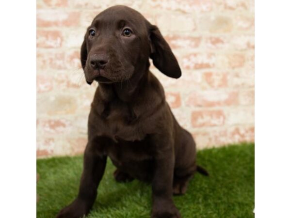 Labrador Retriever-DOG-Female-Chocolate-25186-Petland Lake St. Louis & Fenton, MO