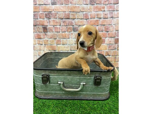 Dachshund-DOG-Female-Light Red-25168-Petland Lake St. Louis & Fenton, MO