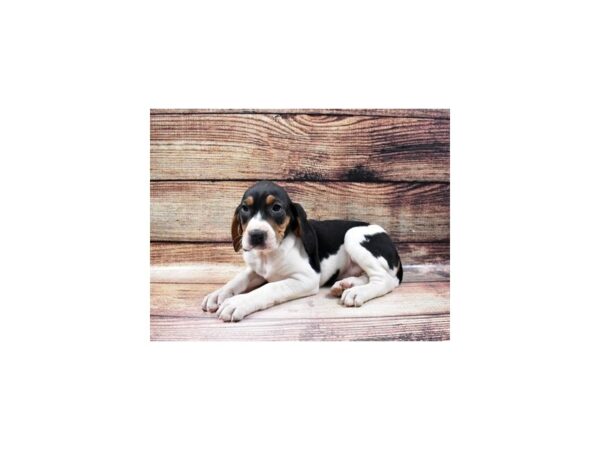 Walker Coonhound-DOG-Female-Tri Color-25207-Petland Lake St. Louis & Fenton, MO