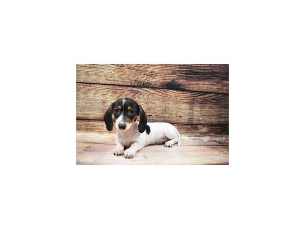 Dachshund-DOG-Female-Black and Tan-25204-Petland Lake St. Louis & Fenton, MO