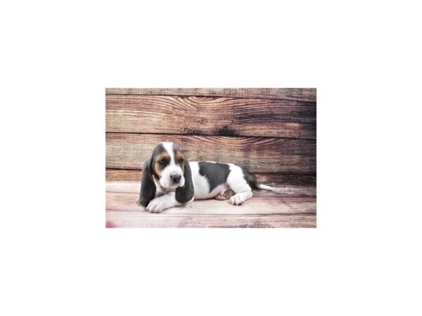 Basset Hound-DOG-Male-Blue Tan and White-25201-Petland Lake St. Louis & Fenton, MO