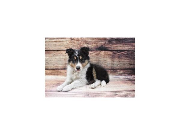 Shetland Sheepdog-DOG-Female-Black White and Tan-25206-Petland Lake St. Louis & Fenton, MO