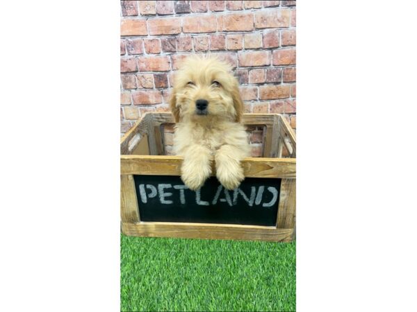 Miniature Goldendoodle-DOG-Female-Golden-25197-Petland Lake St. Louis & Fenton, MO