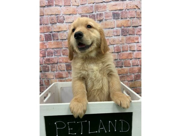 Golden Retriever-DOG-Male-Gold-25217-Petland Lake St. Louis & Fenton, MO