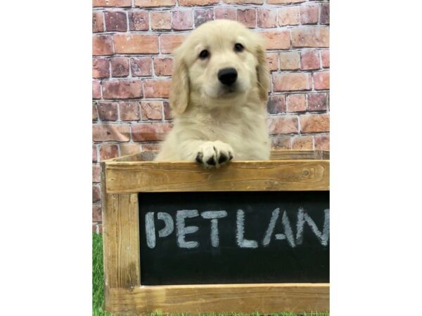 Golden Retriever-DOG-Female-Cream-25216-Petland Lake St. Louis & Fenton, MO