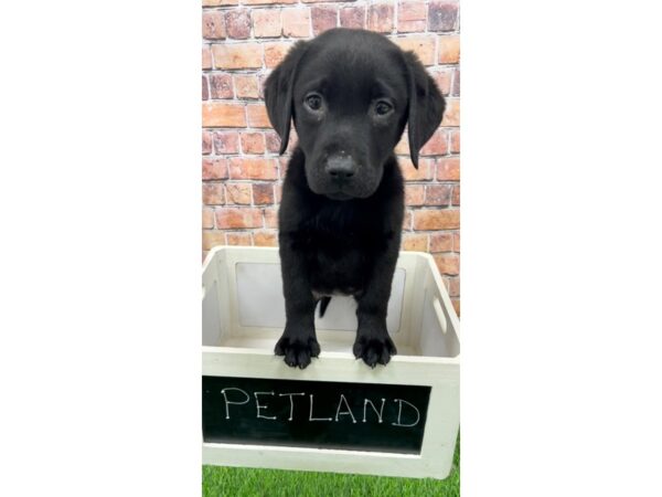 Labrador Retriever-DOG-Female-Black-25213-Petland Lake St. Louis & Fenton, MO
