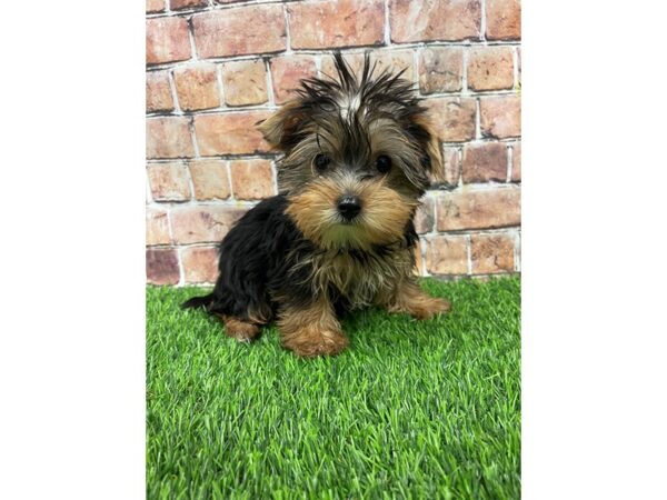 Yorkshire Terrier-DOG-Female-Black and Tan-25211-Petland Lake St. Louis & Fenton, MO