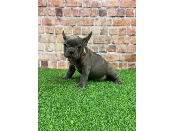 French Bulldog-DOG-Male-Blue-25230-Petland Lake St. Louis & Fenton, MO