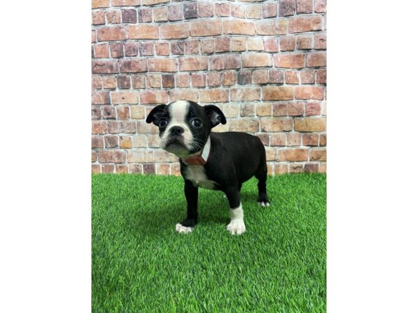 Boston Terrier-DOG-Male-Black & White-25228-Petland Lake St. Louis & Fenton, MO