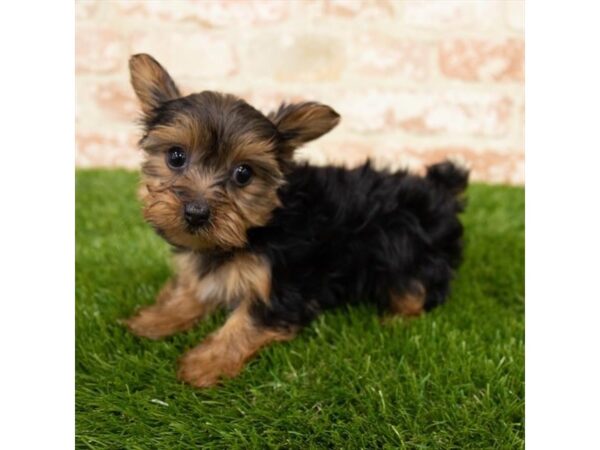 Yorkshire Terrier-DOG-Female-Black / Tan-25239-Petland Lake St. Louis & Fenton, MO