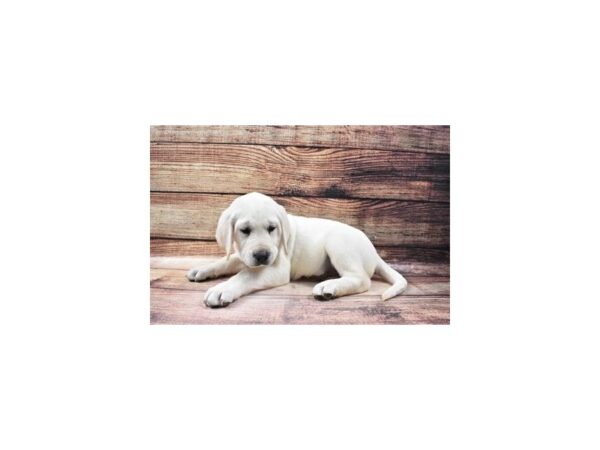 Labrador Retriever-DOG-Male-Yellow-25257-Petland Lake St. Louis & Fenton, MO