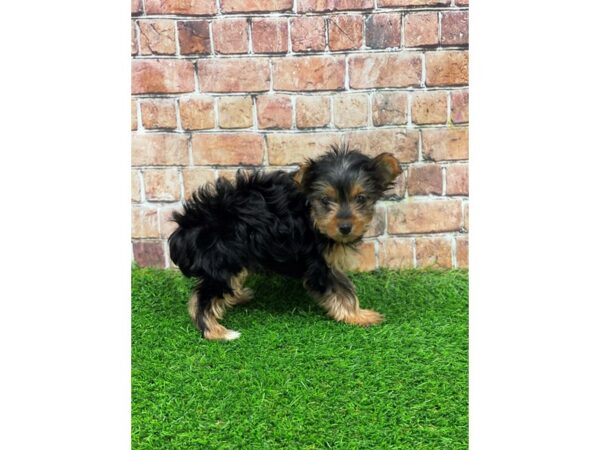 Yorkshire Terrier-DOG-Female-Black and Tan-25268-Petland Lake St. Louis & Fenton, MO