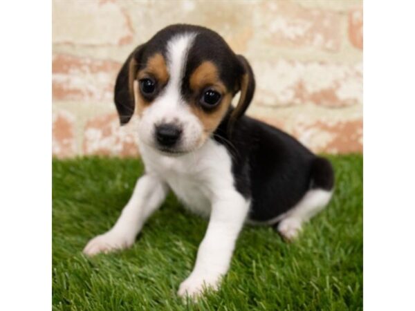 Beagle-DOG-Female-Black White / Tan-25293-Petland Lake St. Louis & Fenton, MO