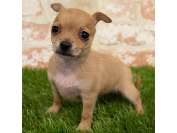 Chihuahua-DOG-Female-Fawn-25294-Petland Lake St. Louis & Fenton, MO