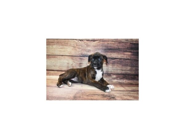 Boxer-DOG-Female-Brindle-25314-Petland Lake St. Louis & Fenton, MO
