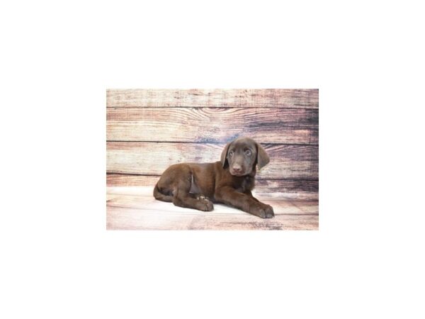 Labrador Retriever-DOG-Male-Chocolate-25310-Petland Lake St. Louis & Fenton, MO