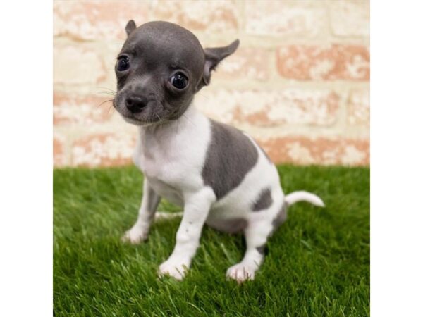 Chihuahua-DOG-Female-Blue-25332-Petland Lake St. Louis & Fenton, MO