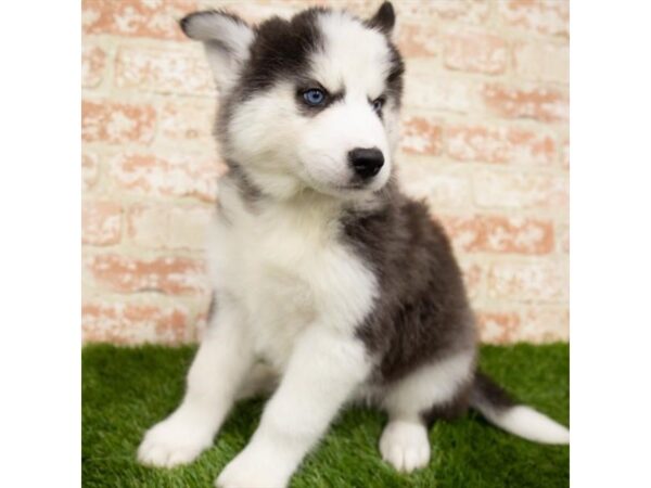 Siberian Husky-DOG-Male-Black / White-25341-Petland Lake St. Louis & Fenton, MO