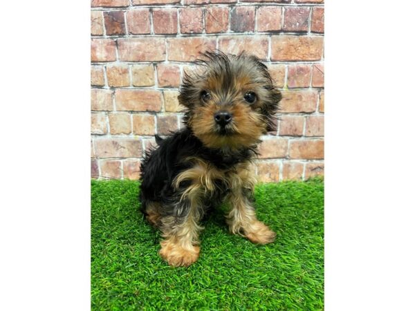 Yorkshire Terrier-DOG-Female-Black and Tan-25369-Petland Lake St. Louis & Fenton, MO