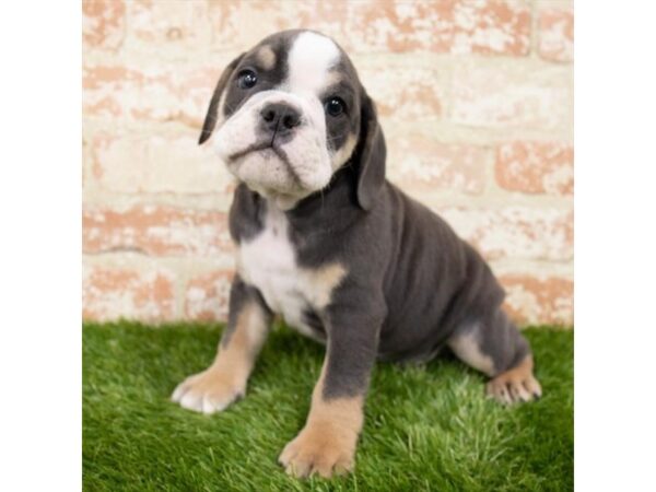 English Bulldog-DOG-Male-Black White / Tan-25379-Petland Lake St. Louis & Fenton, MO