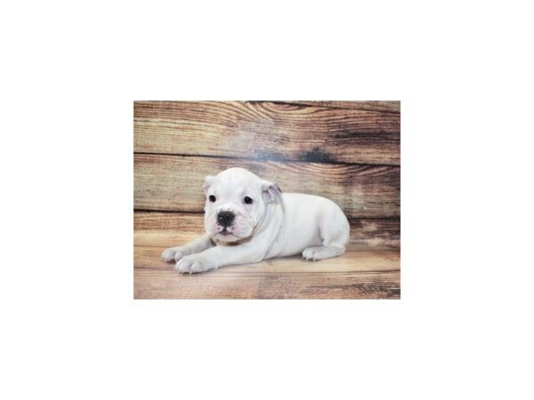 English Bulldog-DOG-Female-White-25389-Petland Lake St. Louis & Fenton, MO