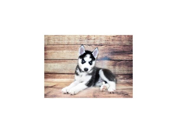 Siberian Husky-DOG-Male-Black and White-25393-Petland Lake St. Louis & Fenton, MO