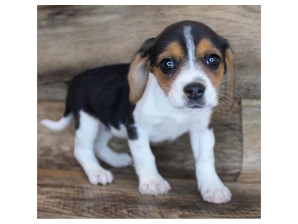 Beagle-DOG-Female-Black Tan / White-25396-Petland Lake St. Louis & Fenton, MO