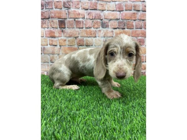 Dachshund-DOG-Male-Chocolate-25403-Petland Lake St. Louis & Fenton, MO