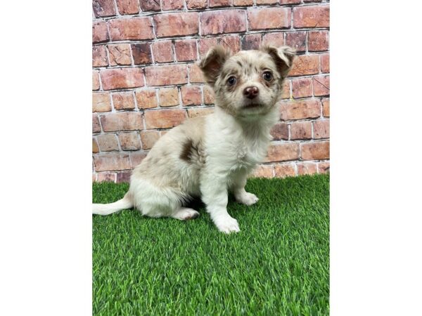 Chihuahua-DOG-Female-Chocolate Merle / Tan-25402-Petland Lake St. Louis & Fenton, MO