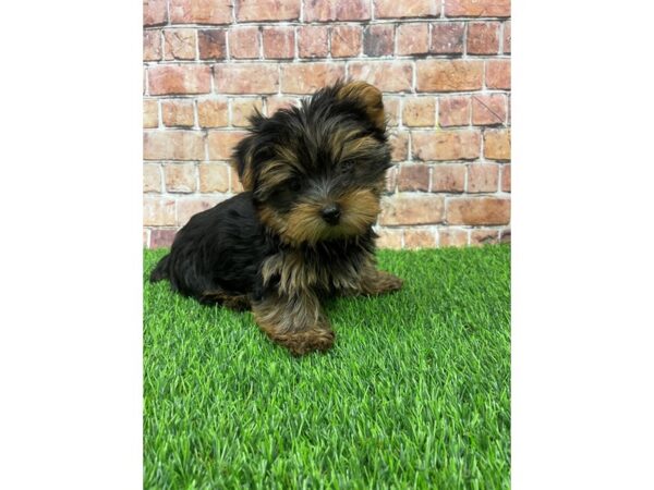 Yorkshire Terrier-DOG-Male-Black and Tan-25399-Petland Lake St. Louis & Fenton, MO