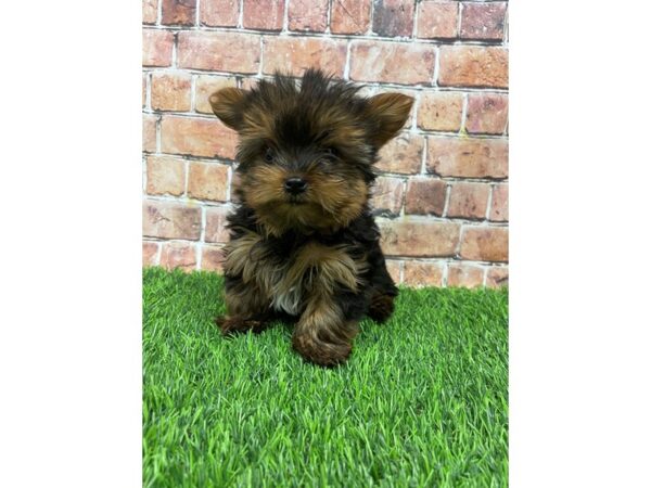 Yorkshire Terrier-DOG-Male-Black and Tan-25397-Petland Lake St. Louis & Fenton, MO